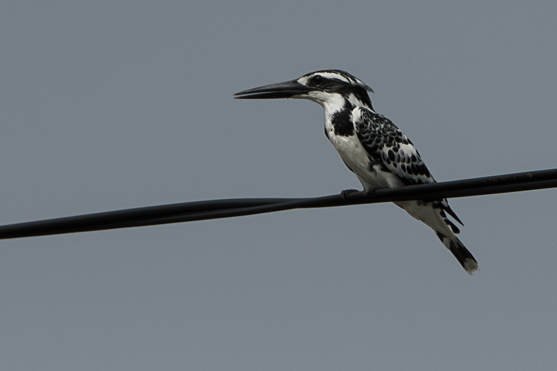 Bonte IJsvogel